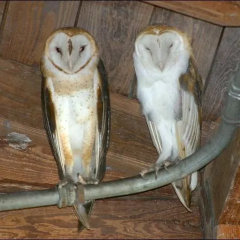 thumbnail for publication: Barn Owl (Tyto alba)